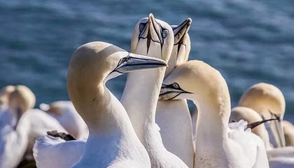 Jiuyou-勇士防守反击连击送开拓者连败，勇士对开拓者阵容