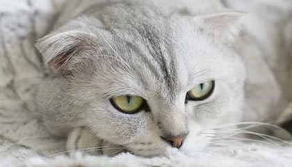 Jiuyou-勇士防守反击连击送开拓者连败，勇士对开拓者阵容