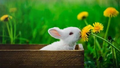 -斯密斯：在战术调整中贡献巨大，带领全黑队迎接新挑战，sime斯密