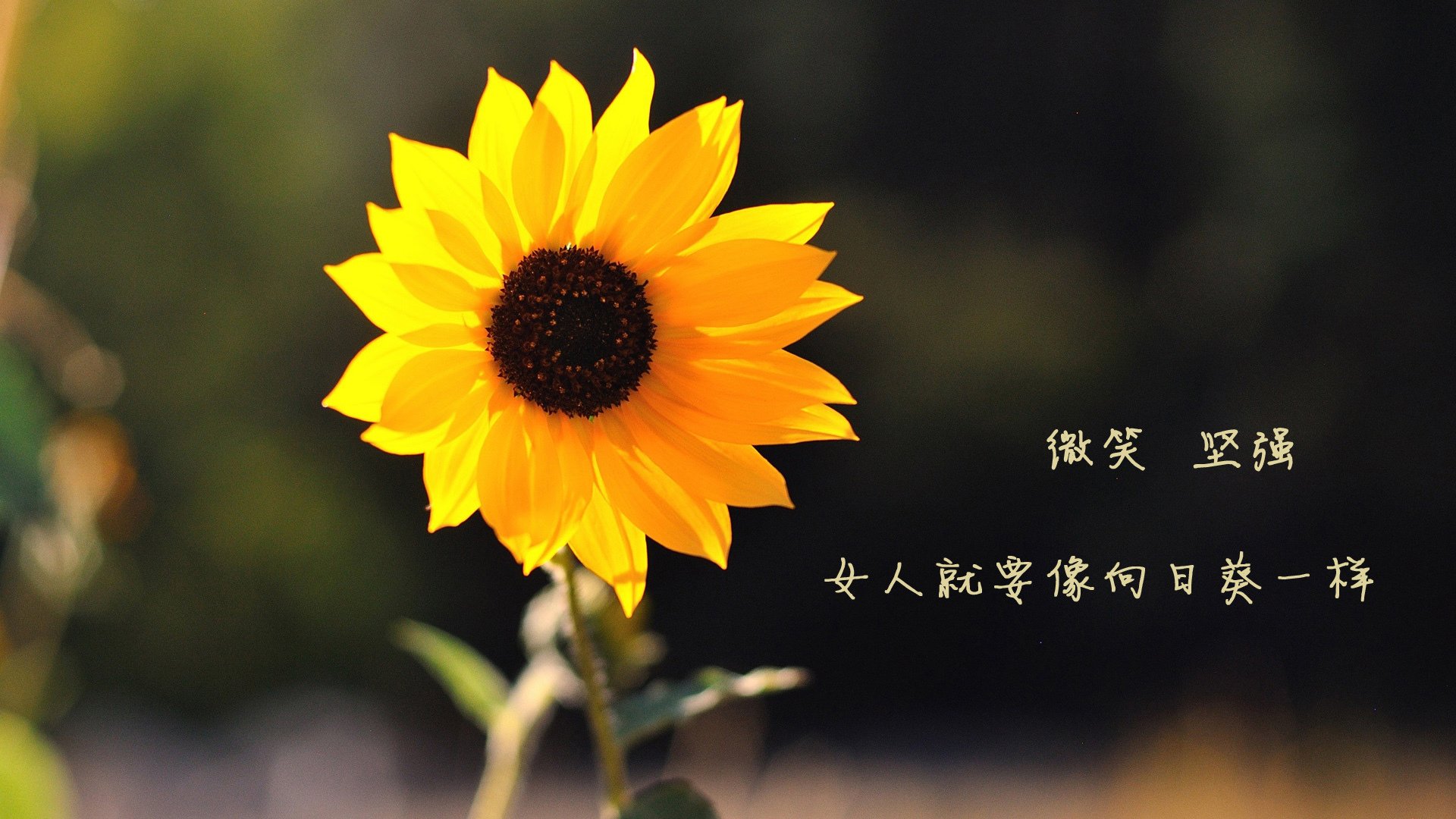上半场悬念：比分54-51，激战正酣！，比分与半全场