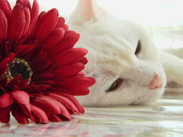 九游娱乐-法甲巅峰对战：技巧与勇气的极致碰撞，法甲强队排名